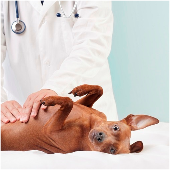 Découvrez les bienfaits de l’ostéopathie pour chiens et chats